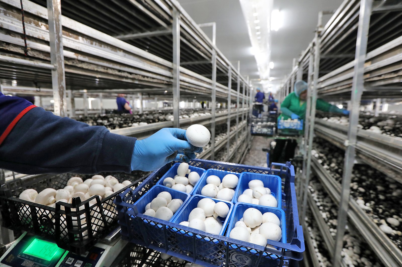 Un fonds rachète le roi français du champignon, mais laisse les fondateurs aux manettes